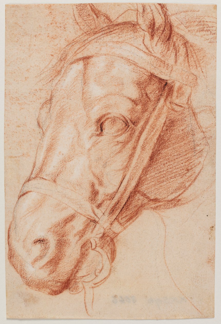 Hestehoved af Peter Paul Rubens
