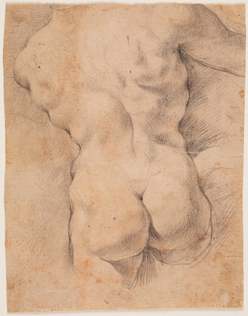 Mandlig torso set bagfra af Peter Paul Rubens