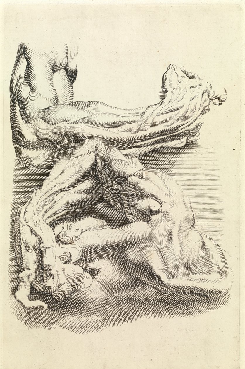 Muskler (gravering) af Peter Paul Rubens