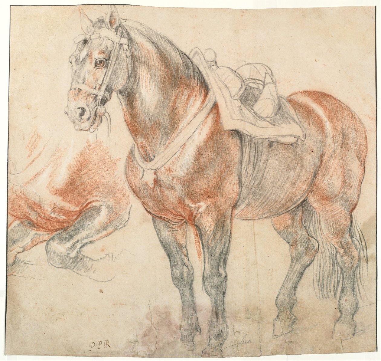 Sadlet Hest, ca. 1616-1618 af Peter Paul Rubens