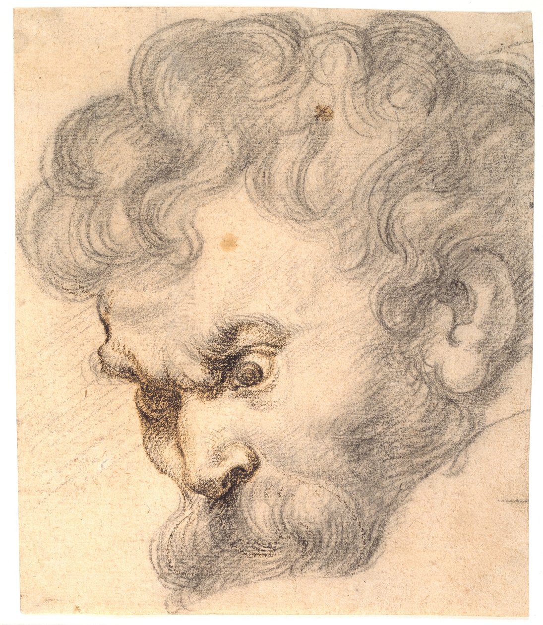 Studie fra "Samson og løven". Samsons ansigt af Peter Paul Rubens