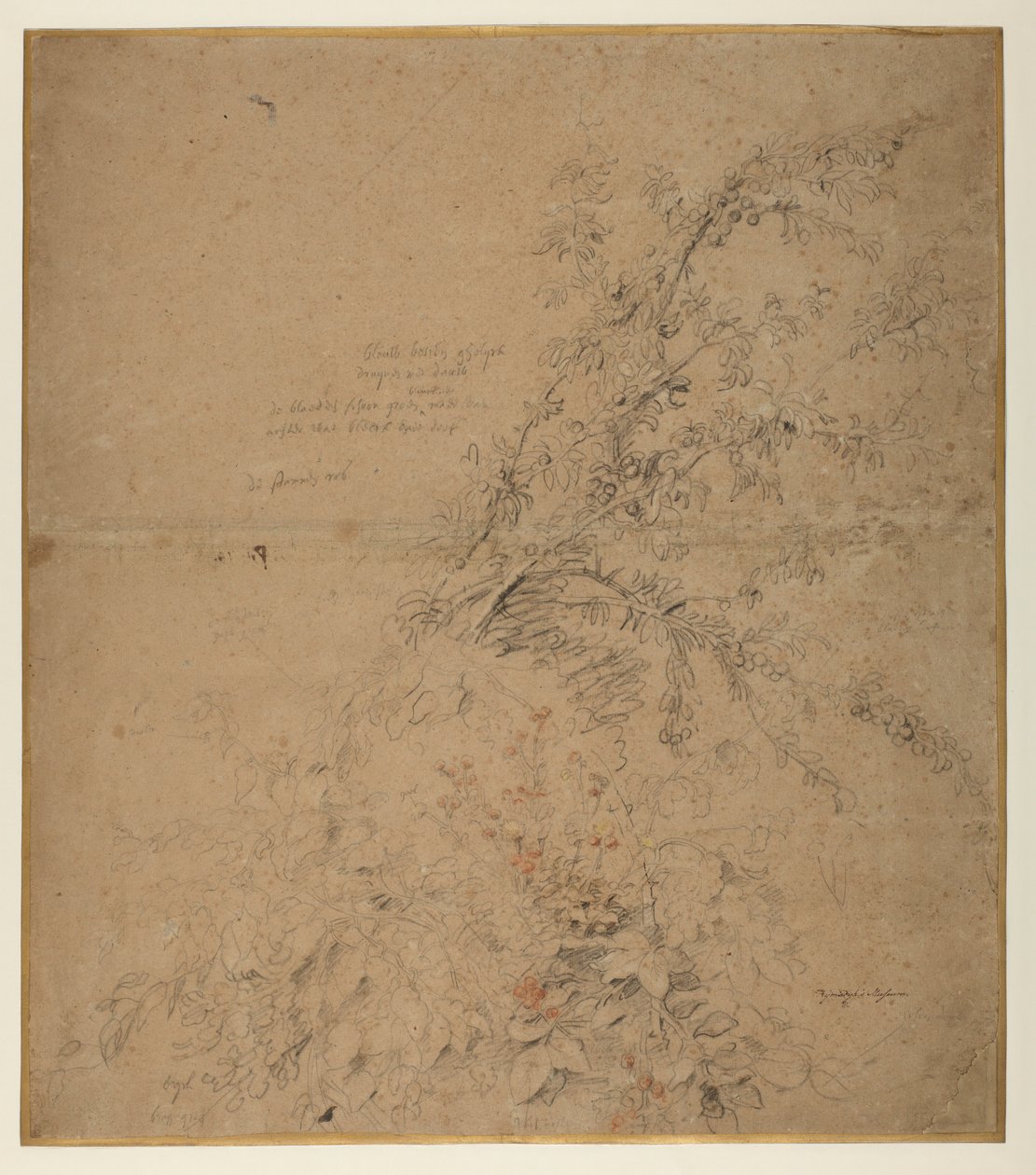 Undersøgelse af sorttorn med brambær og andre planter, 1620 ca af Peter Paul Rubens