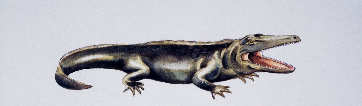 Cyclotosaurus sp, Mastodonsauridae, sen trias, kunstværk af Peter Ross
(foto) af Peter Ross