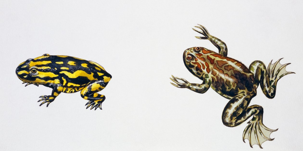 Triadobatrachus massinoti og Palaeobatrachus sp, kunstværk af Peter Ross
(foto) af Peter Ross