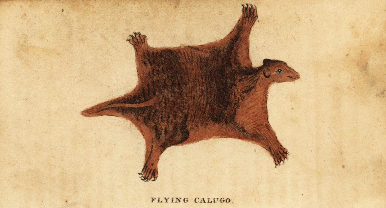 Filippinsk flyvende lemur, Cynocephalus volans., 1800 (gravering) af Peter Simon Pallas