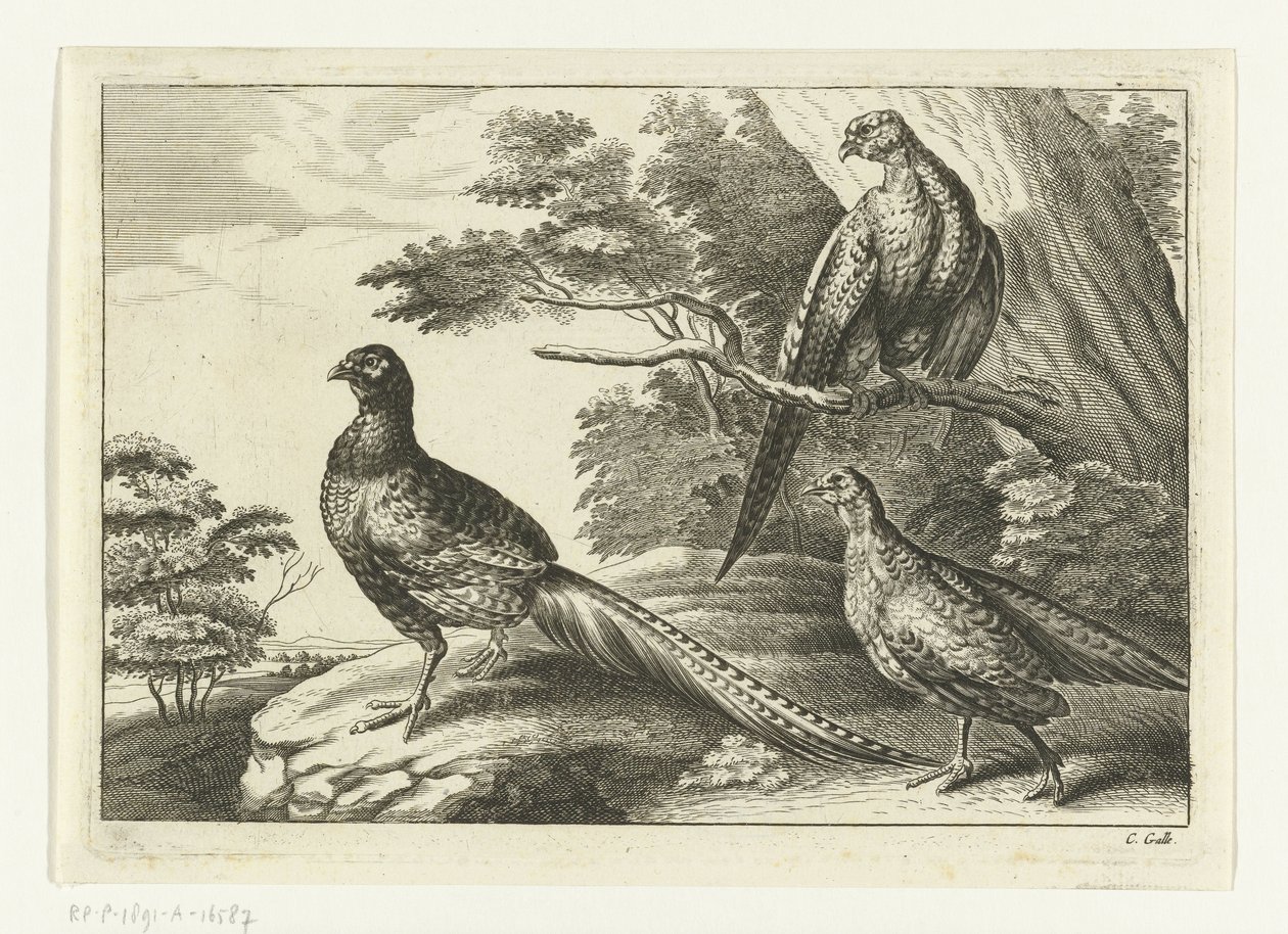Tre fasaner Diversarum avium arter (serietitel) Forskellige fugle (serietitel) af Peter van Liesebetten