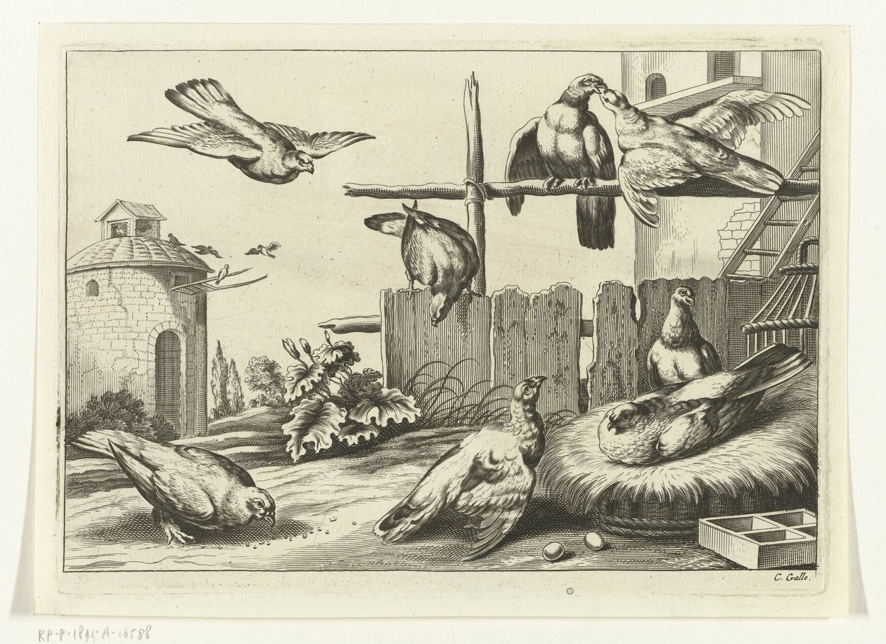 Duer ved et dueslag Diversarum avium arter (serietitel) Forskellige fugle (serietitel) af Peter van Liesebetten