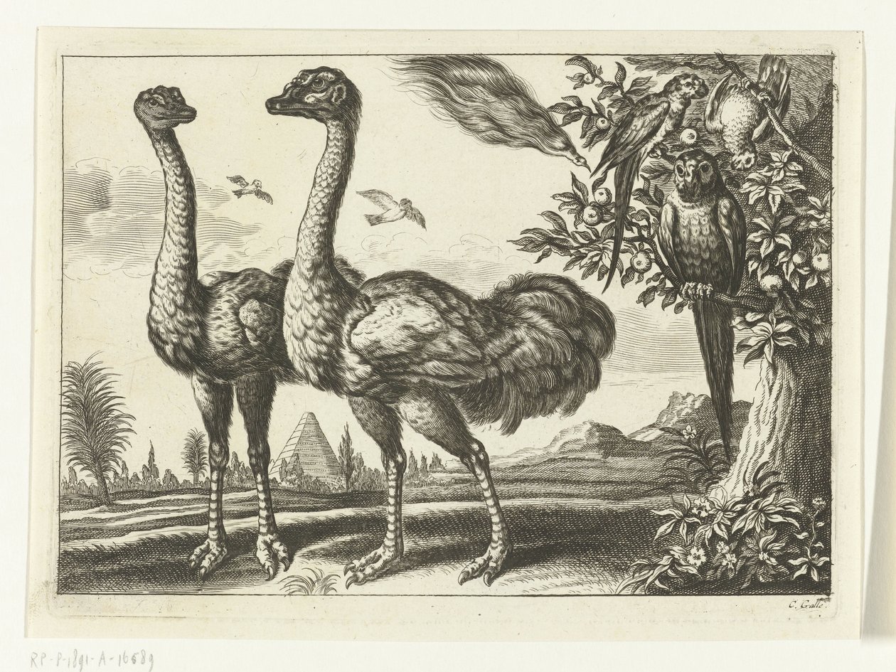 To strudse Diversarum avium arter (serietitel) Forskellige fugle (serietitel) af Peter van Liesebetten