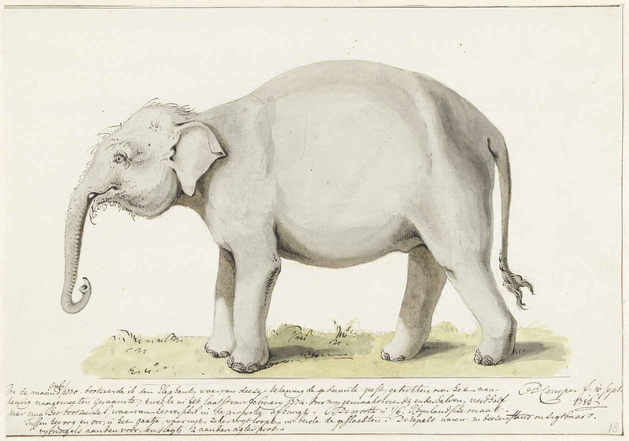 Stående elefant, til venstre af Petrus Camper