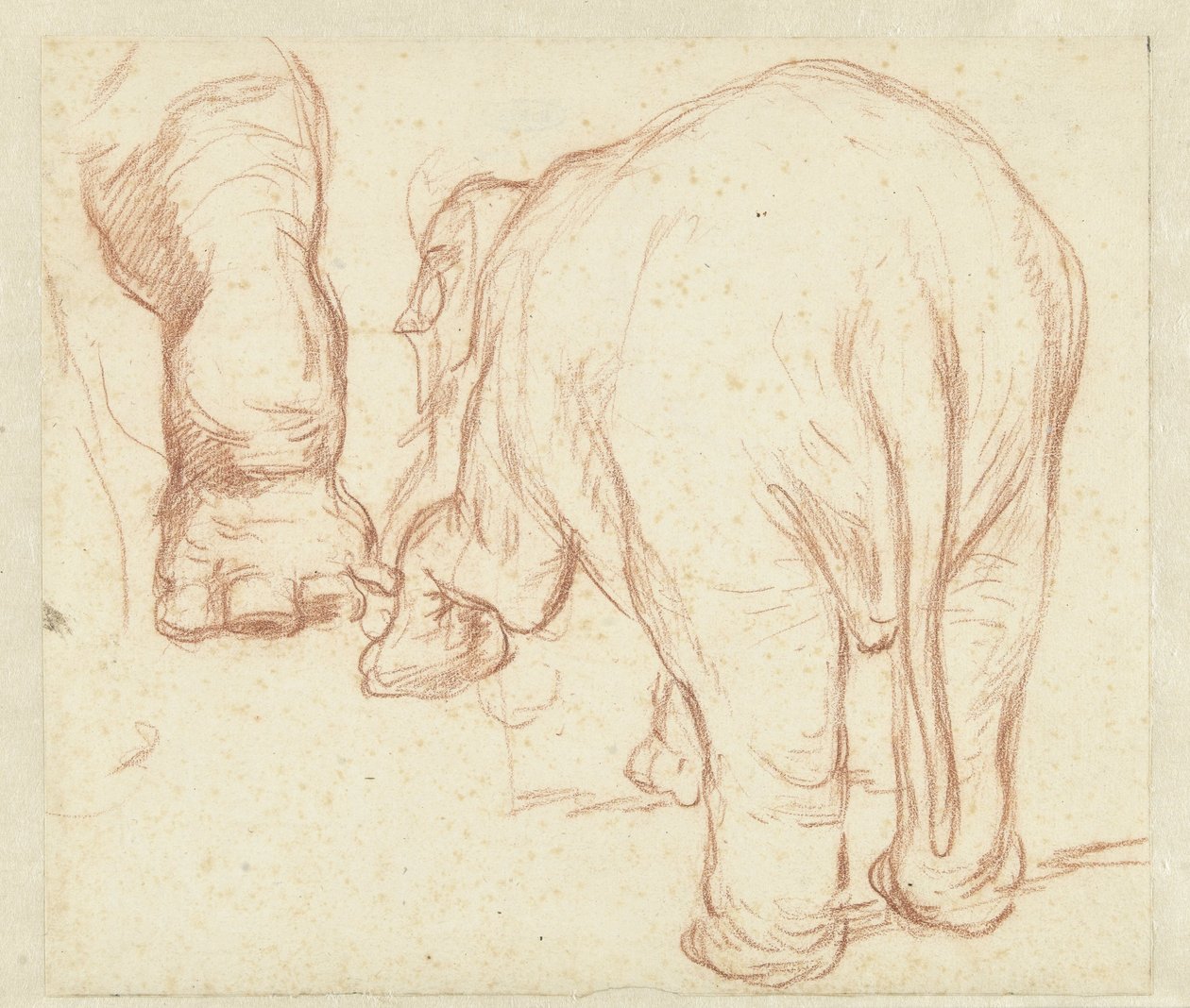 Stående elefant, bagfra og et ben af Petrus Camper
