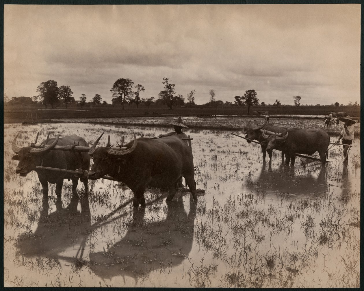 Gårdarbejde, ca. 1880 (albumintryk) af Philip Adolphe Klier