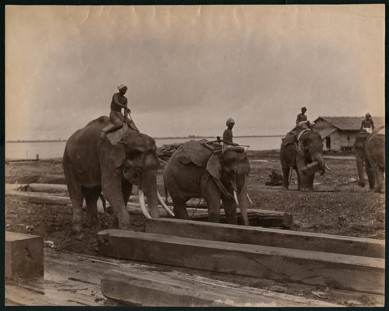Arbejde med elefanter, ca. 1880 (albumin print) af Philip Adolphe Klier