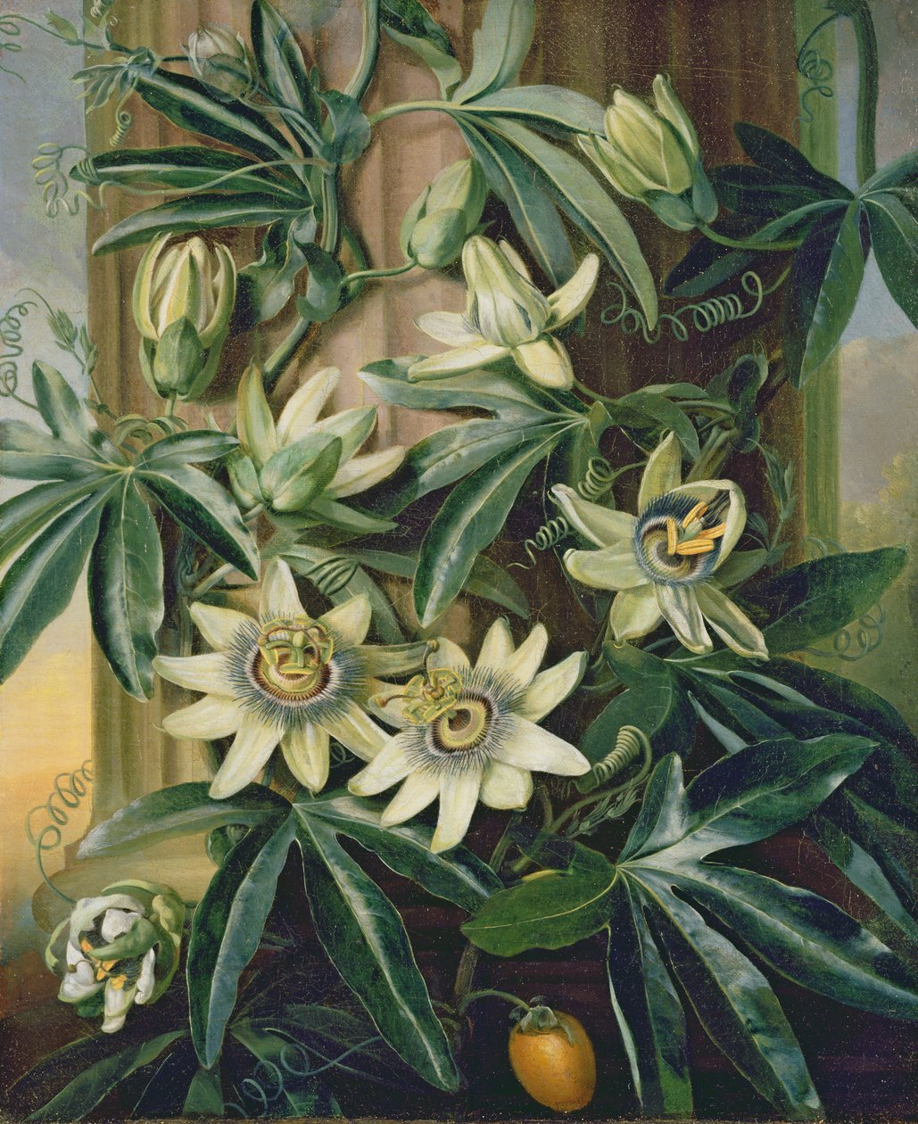 Blue Passion Flower for the Temple of Flora af Robert Thornton, 1800 af Philip Reinagle
