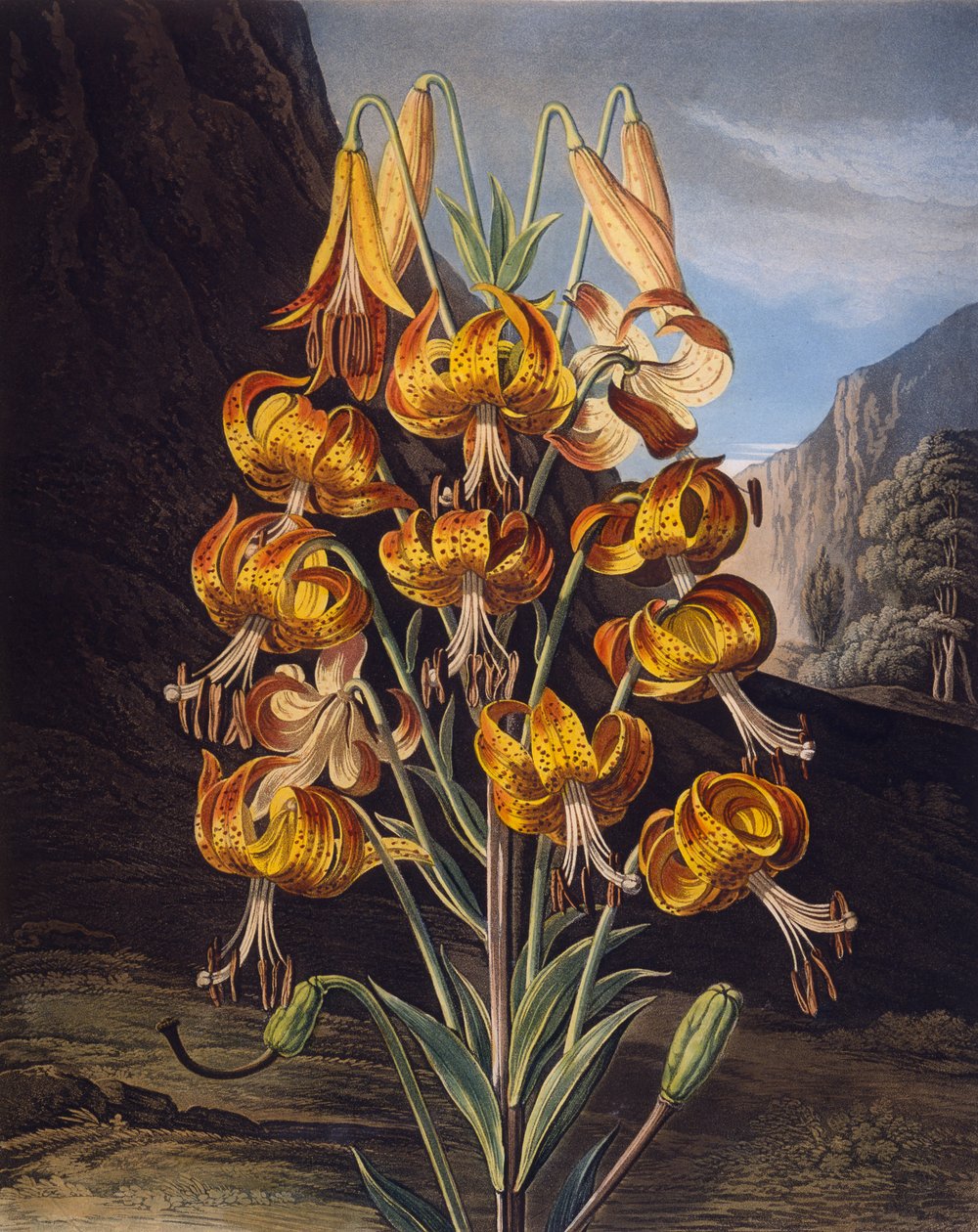 The Superb Lily, fra 