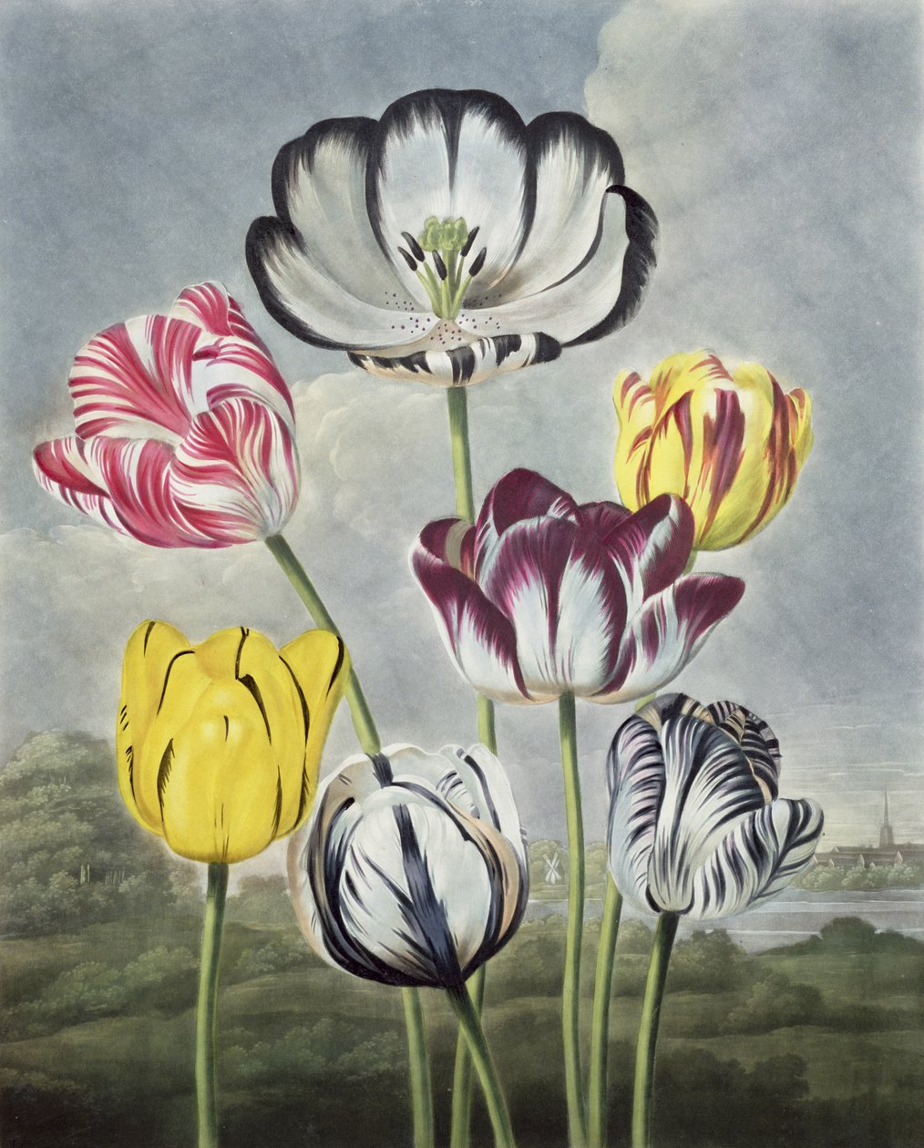 Tulipaner, graveret af Earlom, fra 