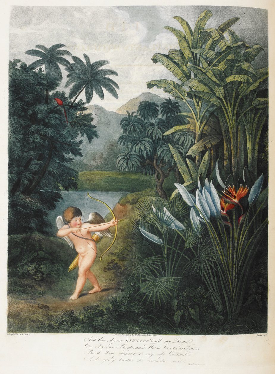 Amor inspirerende planter med kærlighed. af Philip (after) Reinagle
