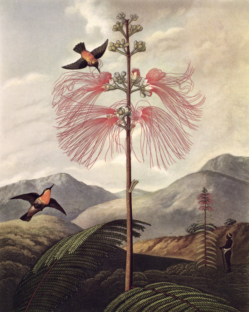 Stor blomstrende følsom plante, graveret af Thomas Medland (ca. 1765 – 1833), ca. 1799-1807 (akvatint og stipple) af Philip (after) Reinagle