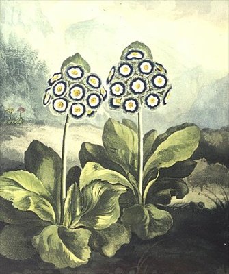 Primrose: Primula auricula, indgraveret af Sutherland, fra Robert Thorntons "Temple of Flora" 1807 af Philip (after) Reinagle