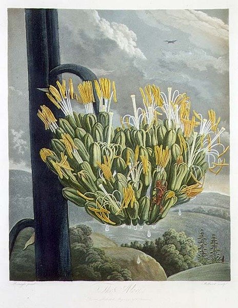 Aloe, indgraveret af Medland, fra 
