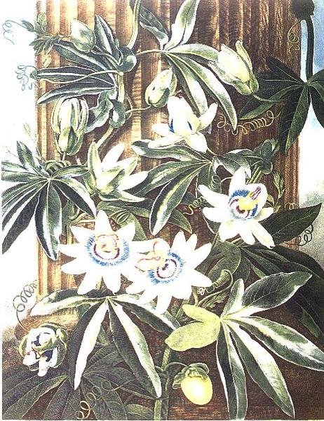 The Blue Passion Flower, indgraveret af Caldwell, fra 