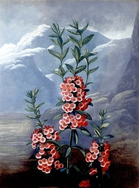The Narrow-leaved Kalmia eller Mountain Laurel, graveret af Caldwell, fra 