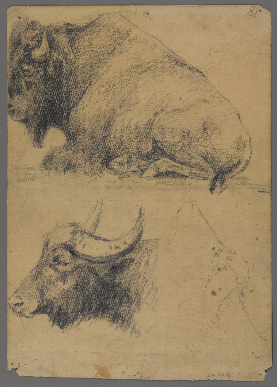 Bison og hoved af vandbøffel (grafit på papir) af Philip H. Wolfrom