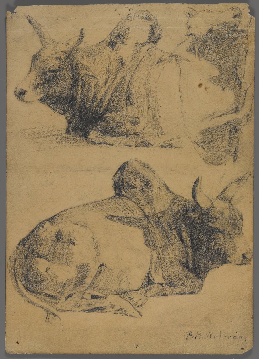 Brahman-tyre (grafit på papir) af Philip H. Wolfrom
