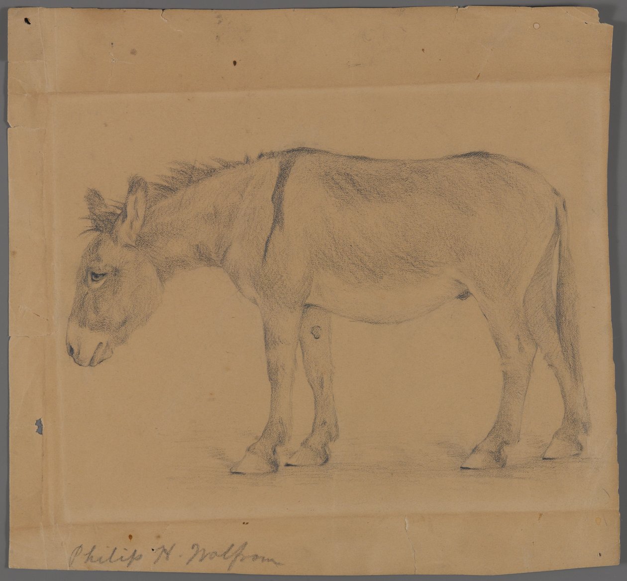 Æsel (grafit på papir) af Philip H. Wolfrom