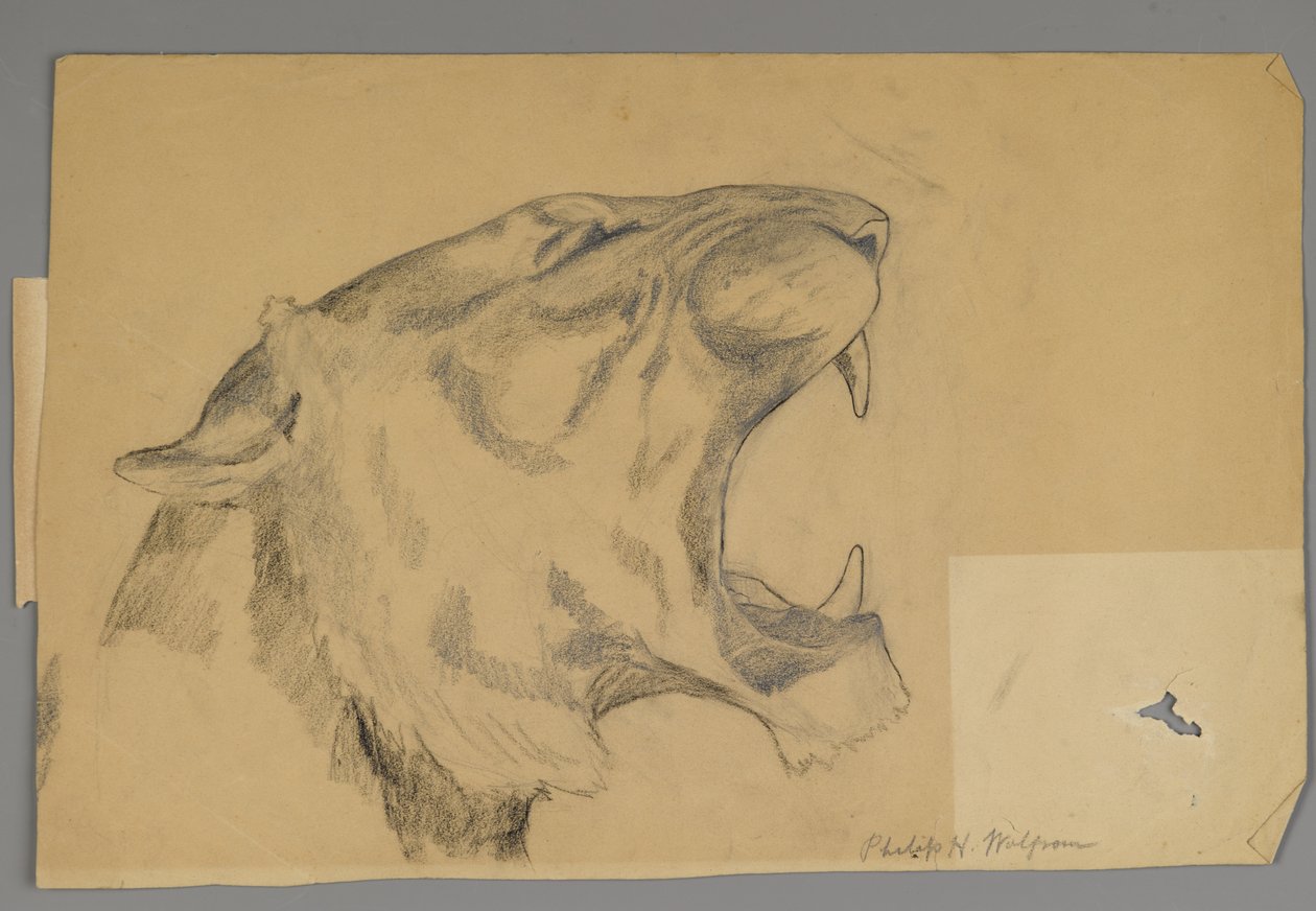 Hoved af en brølende løve (grafit og trækul på papir) af Philip H. Wolfrom