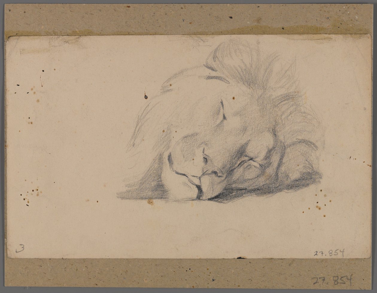 Hoved af en sovende løve (grafit på papir fastgjort til vinduesmåtten) af Philip H. Wolfrom