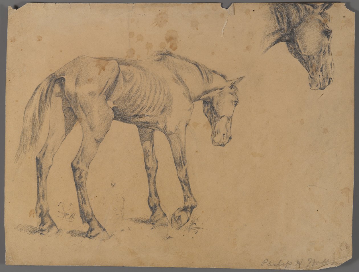 Heste- og hestehoved (grafit på papir) af Philip H. Wolfrom