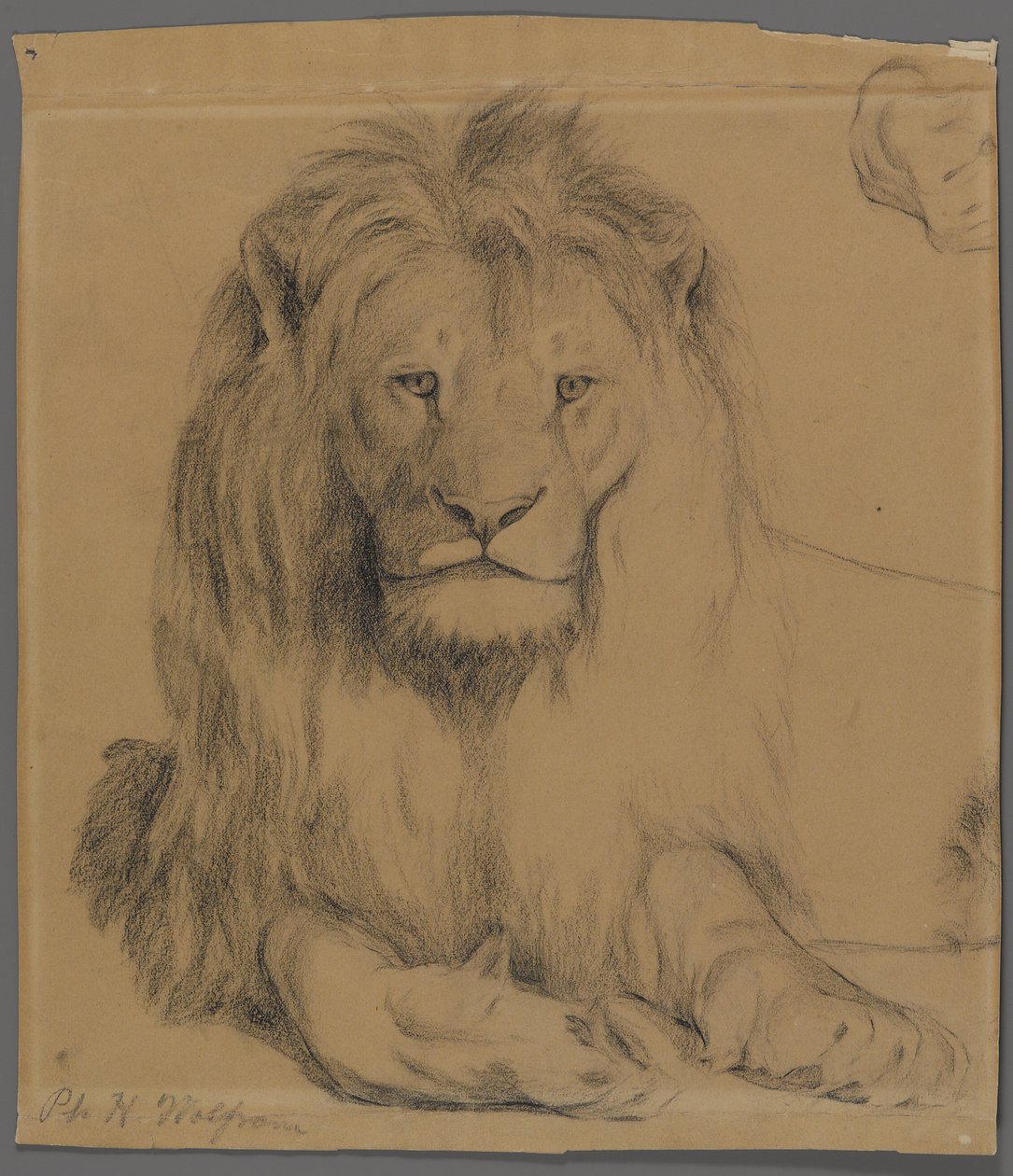 Løve (grafit på papir) af Philip H. Wolfrom