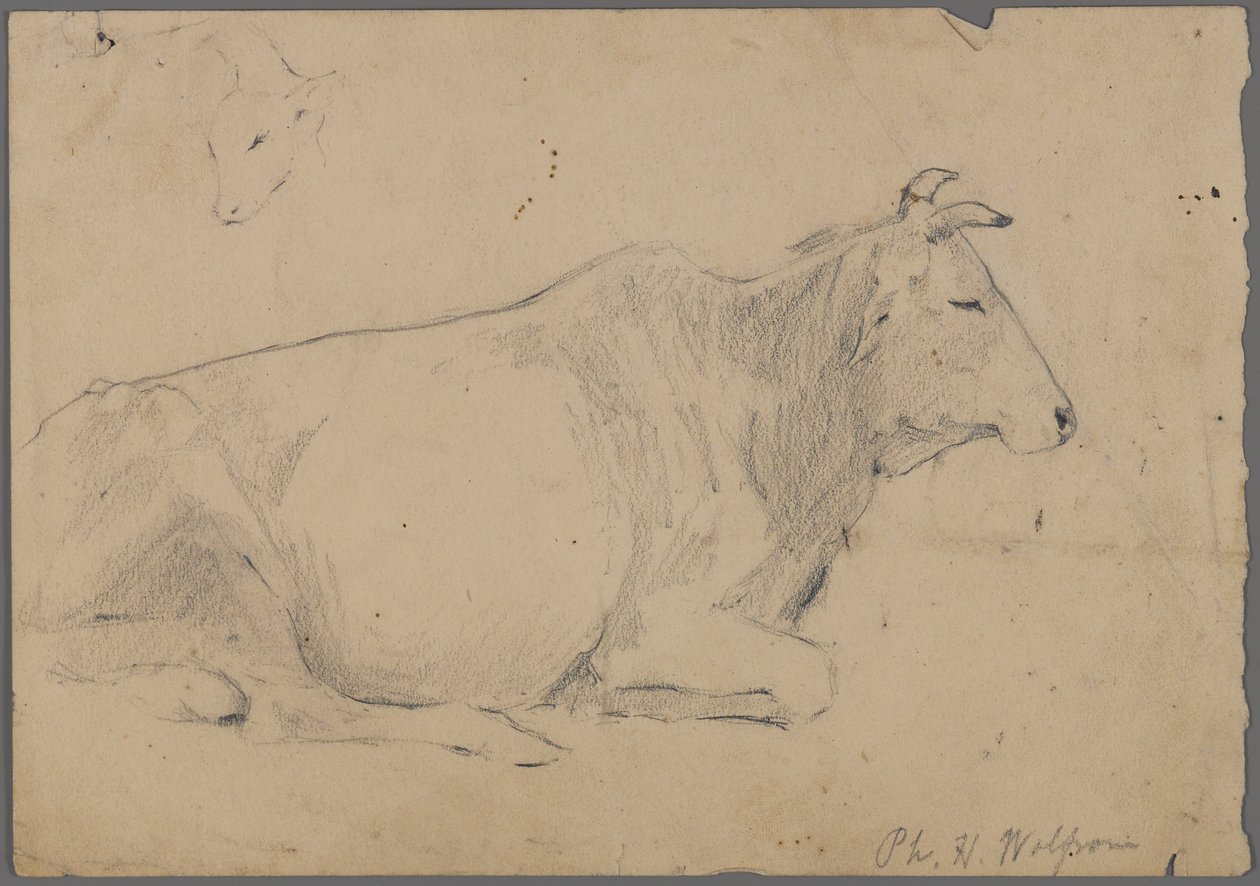 Siddende tyr (grafit på papir) af Philip H. Wolfrom