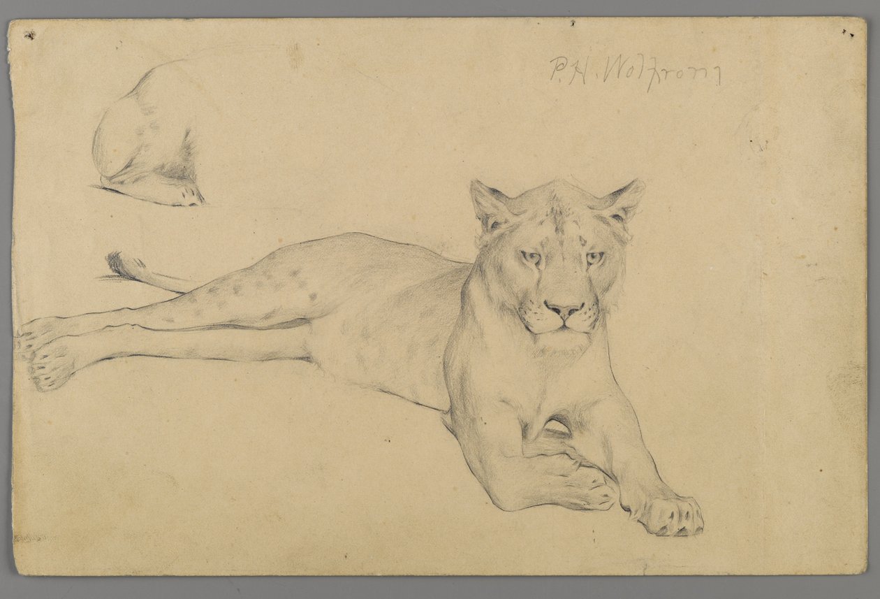 Siddende løvinde (grafit på papir) af Philip H. Wolfrom
