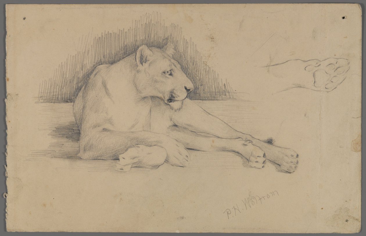 Siddende løvinde (grafit på papir) af Philip H. Wolfrom