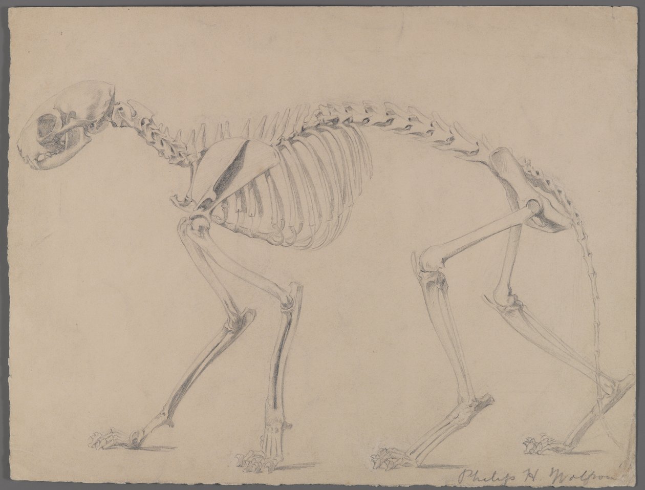 Skelet af en kat (grafit på papir) af Philip H. Wolfrom