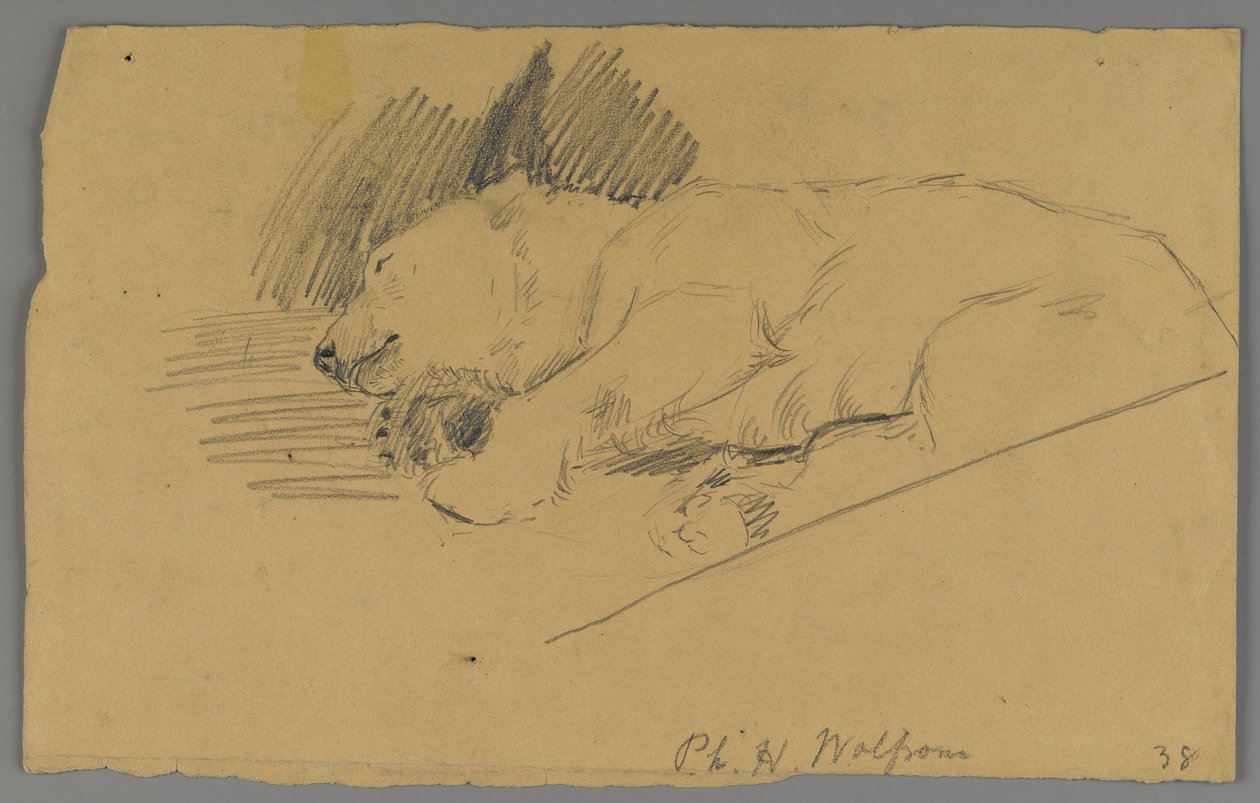 Sovende isbjørn (grafit på papir) af Philip H. Wolfrom