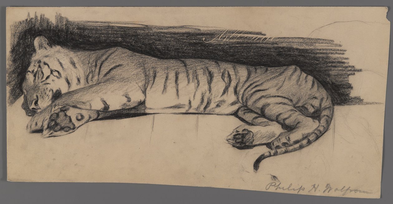 Sovende tiger (kul på papir) af Philip H. Wolfrom