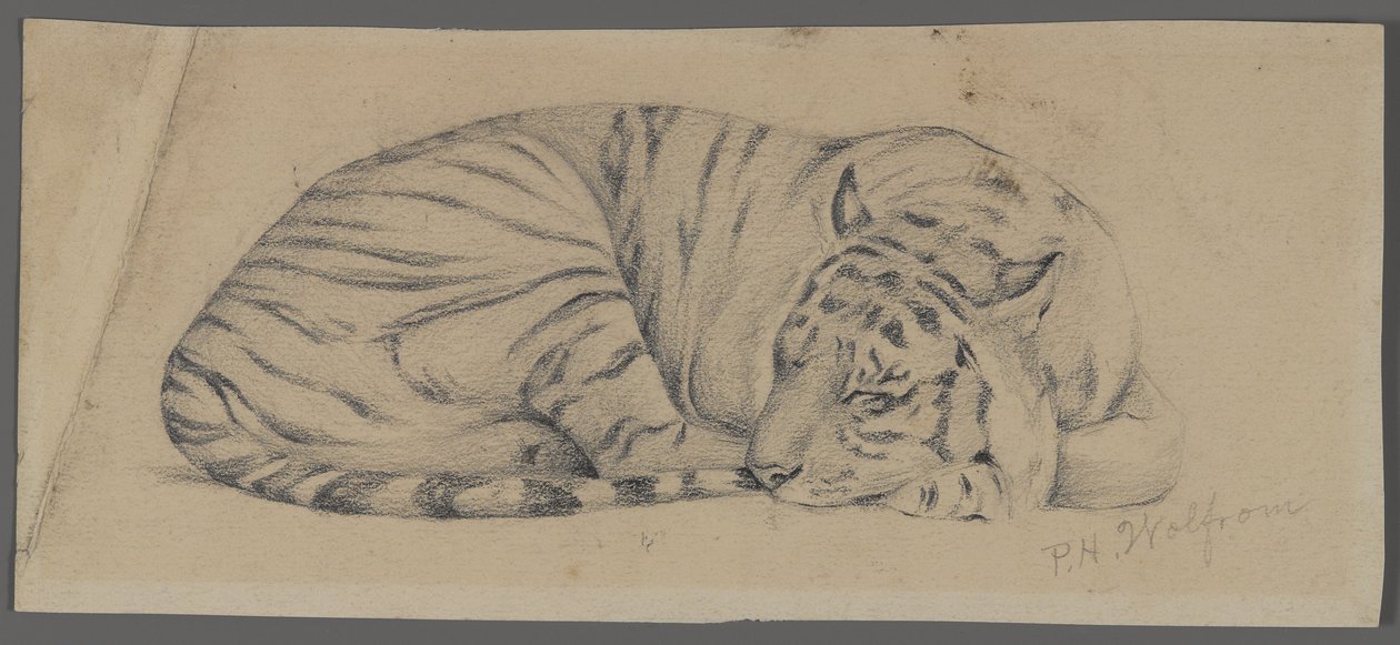 Sovende tiger (grafit på papir) af Philip H. Wolfrom