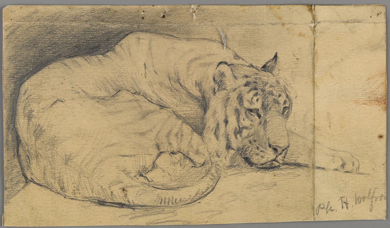 Sovende tiger (grafit på papir) af Philip H. Wolfrom