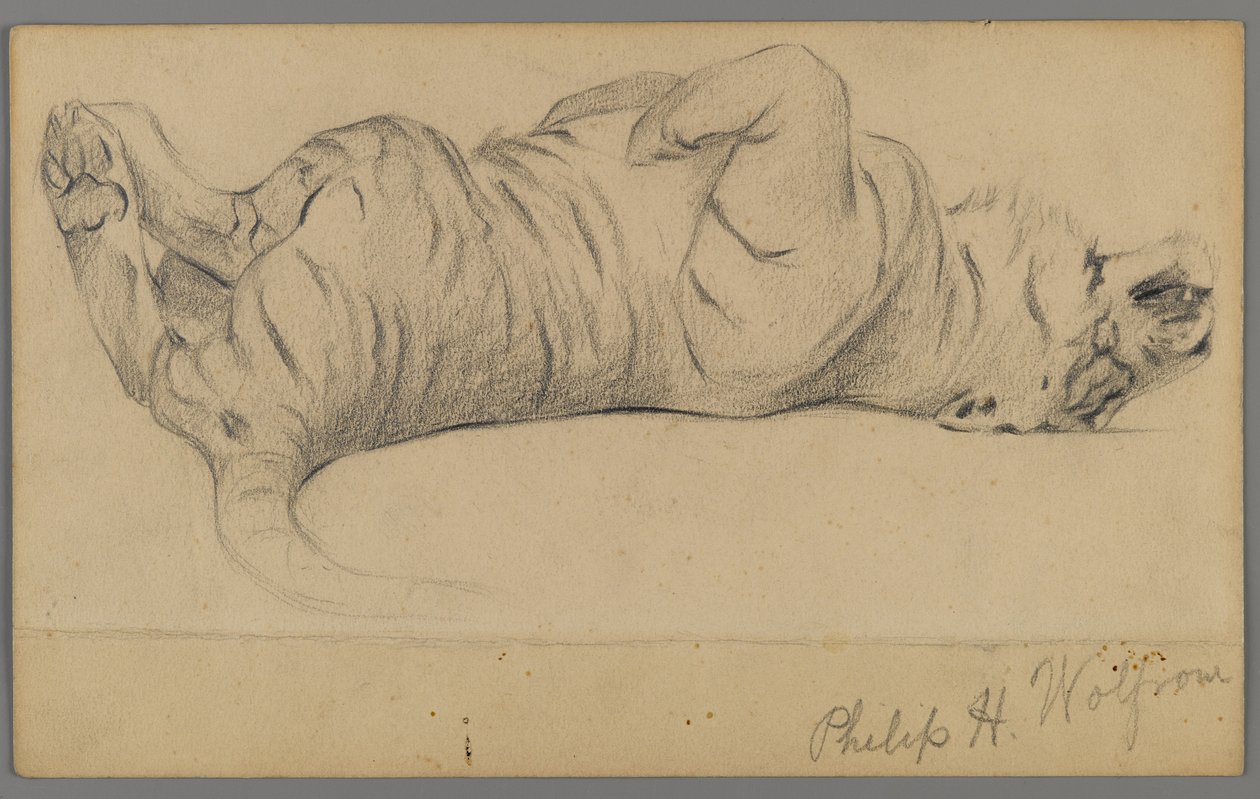 Sovende tiger (grafit på papir) af Philip H. Wolfrom