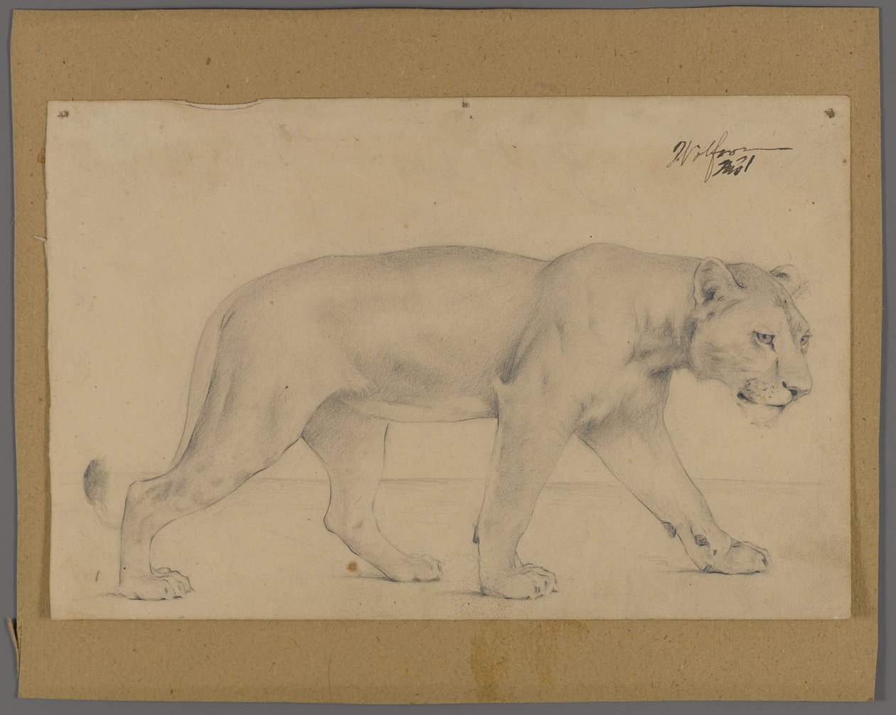 Striding løvinde (grafit på papir monteret på pap) af Philip H. Wolfrom
