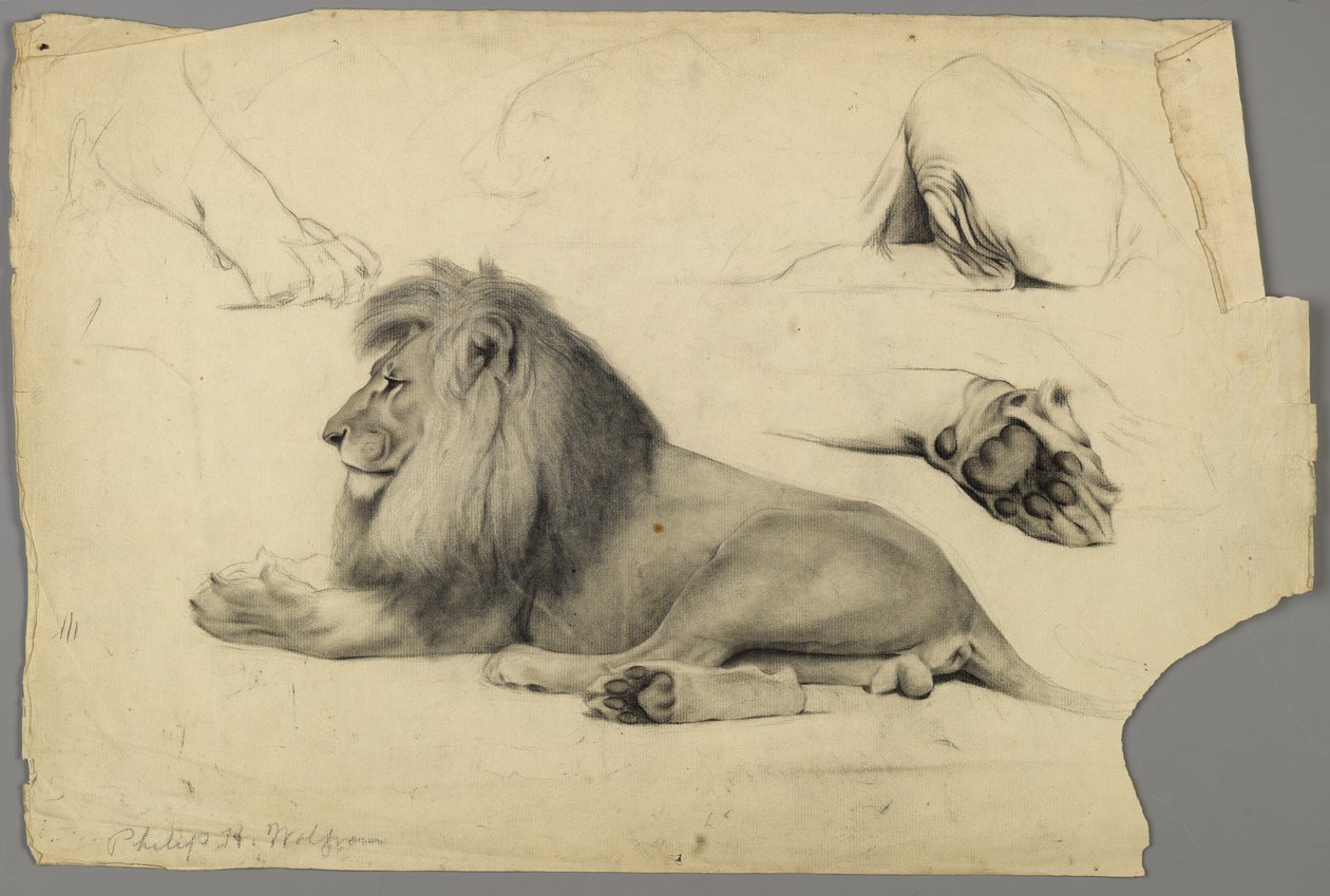 Studier af en løve (grafit og trækul på papir) af Philip H. Wolfrom