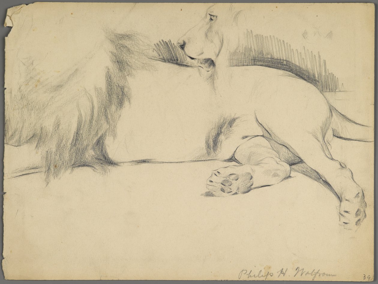 Studier af en løve (grafit på papir) af Philip H. Wolfrom