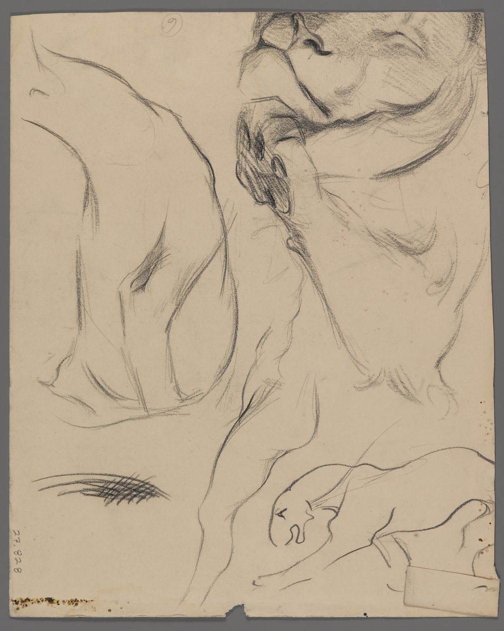 Studier af en løve (grafit på papir) af Philip H. Wolfrom