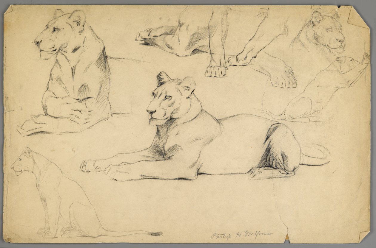Studier af en løvinde (grafit og trækul på papir) af Philip H. Wolfrom