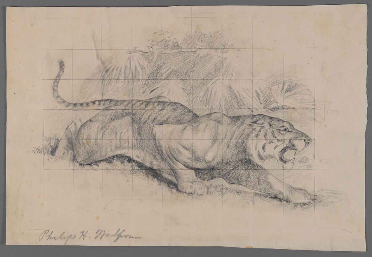 Tiger i landskab (grafit på papir) af Philip H. Wolfrom