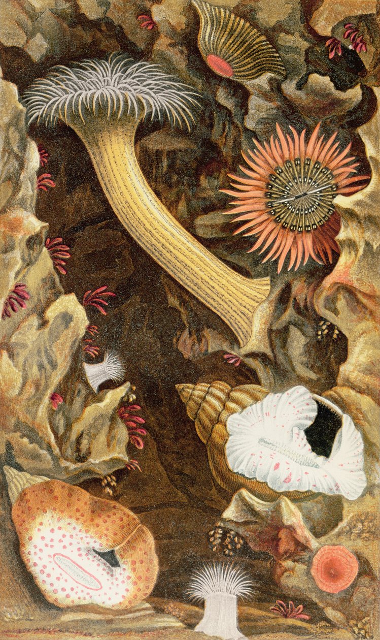 Snake Locked Anemones, plade III fra 
