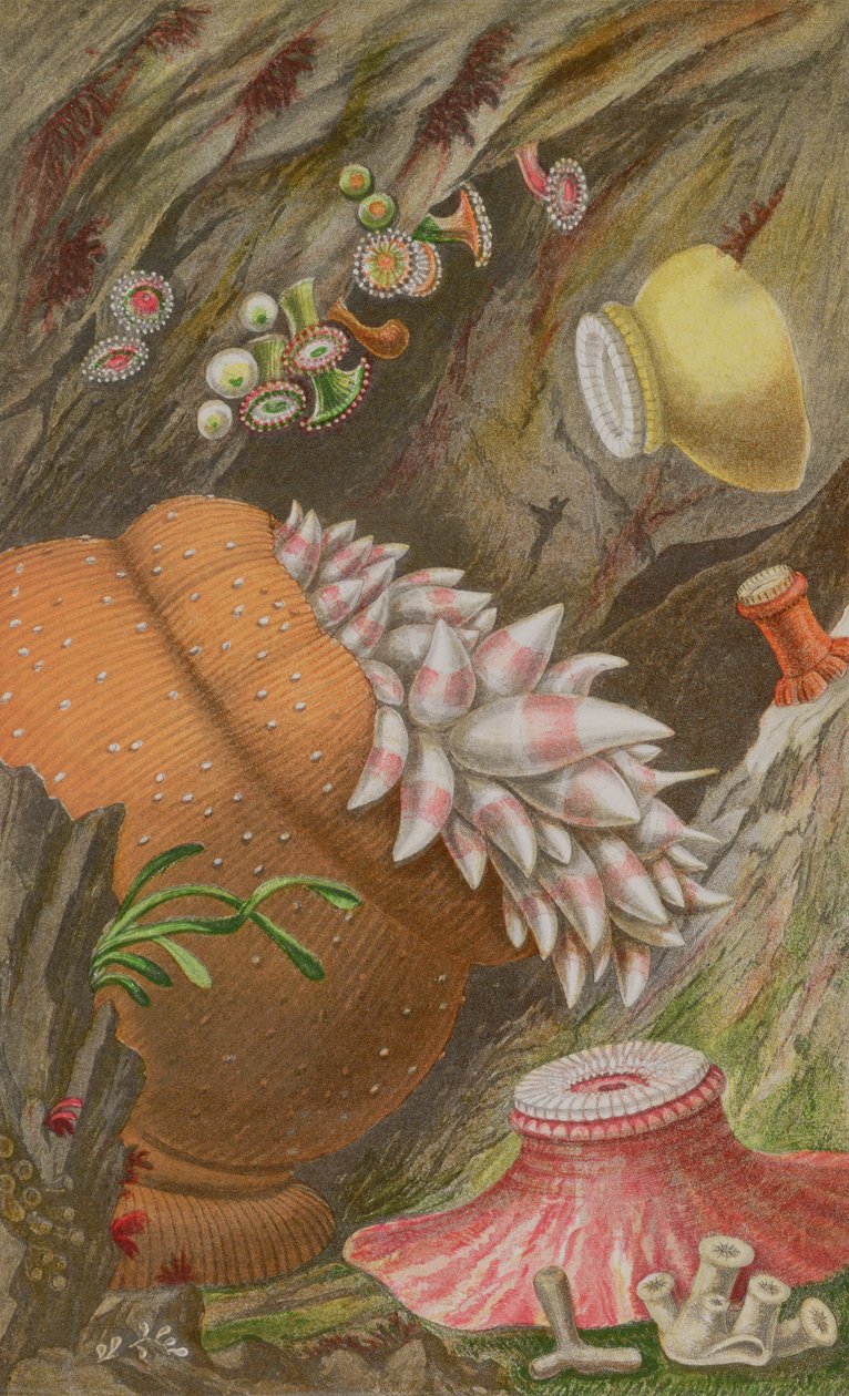 The Crimson Imperial, the Yellow Imperial and the Globehorn, plade IX fra Actinologia Britannica: A History of the British Sea Anemones and Corals, 1860 (chromolitho) af Philip Henry Gosse
