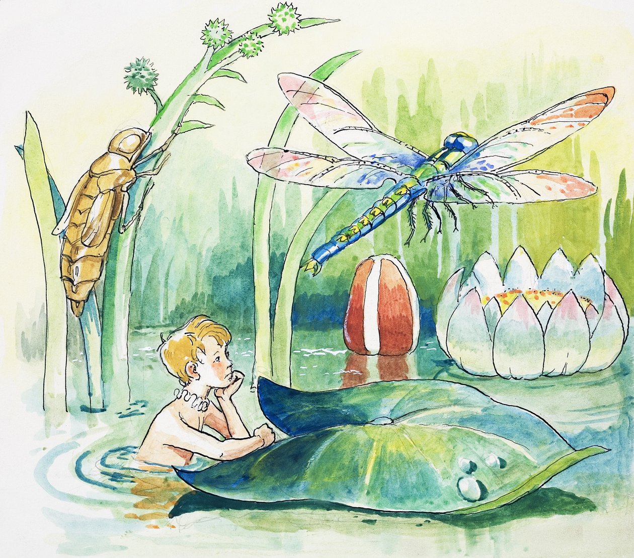 Guldsmed, illustration fra 
